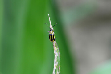 The Western corn rootworm Diabrotica virgifera virgifera is one of the most devastating corn rootworm species.