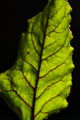 beet leaf on a dark background