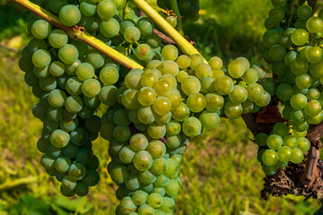 Weinrebe an einem weinstock kurz vor der Ernte