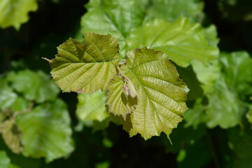 Common hazel