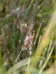 Wasp Spider with Grasshopper Prey