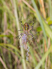 Wasp Spider with Grasshopper Prey