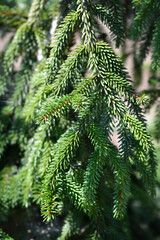 Yellow-tipped Caucasian spruce