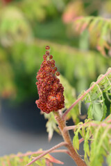 Staghorn sumac