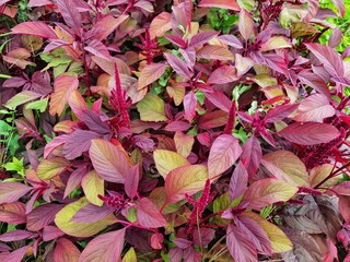 Amaranthus cruentus, red amaranth in garden. 