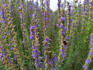 Obraz premium Hyssopus officinalis known as hyssop in garden.
