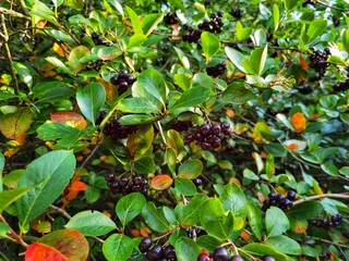 Aronia melanocarpa, black chokeberry. Aronia berries.