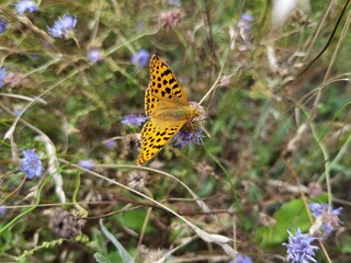 Butterfly Queen of Spain fritillary, Issoria lathonia.