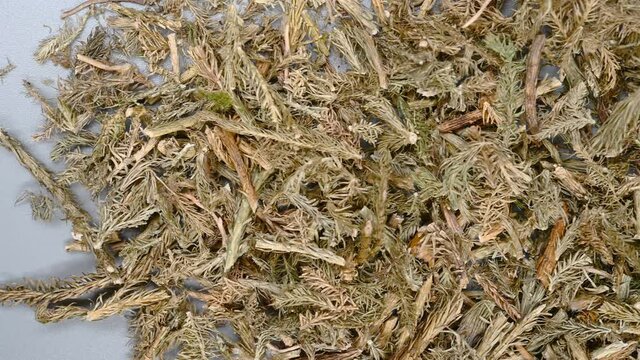 top pan herb ShenJinCao or Lycopodii Herba or Japanese Clubmoss Herb