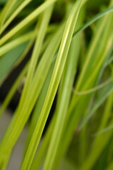 Japanese Sedge Everillo