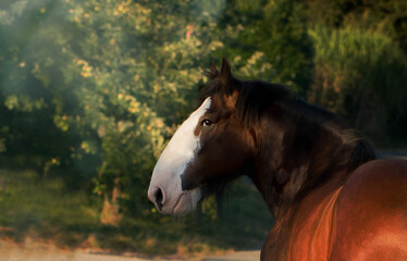 Obraz na płótnie Canvas Shire Horse