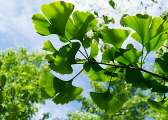 Ginkgo tree (Ginkgo biloba) or gingko with brightly green new leaves against background of blurry foliage. Selective close-up. Fresh wallpaper nature concept. Place for your text