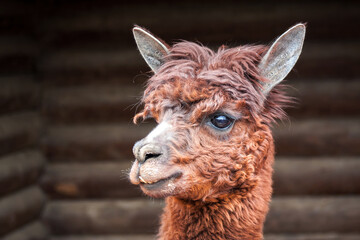 Obraz premium Portrait close-up of a cute brown alpaca on a farm