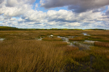 Fototapeta na wymiar Swampy area. Autumn landscape. The swamp is painted in golden wheat colors.