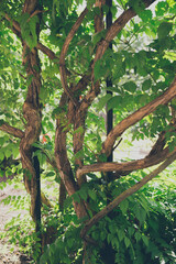 Fototapeta na wymiar Old curved tree trunk of Campsis liana with green foliage