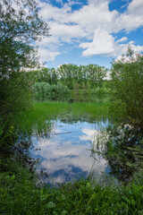 Common rural landscape with a pond overgrown with water plants. Bright blue sky with white clouds and reflections on the water surface, trees and lush grass. Countryside scenic views, relaxation.