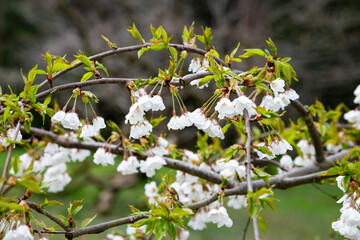 Flowers of the cherry blossoms on a spring day