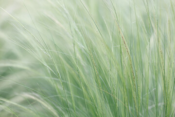 Nassella tenuissima forms filigree pattern at slightest breath of wind closeup
