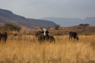 dangerous bull with horns facing forward