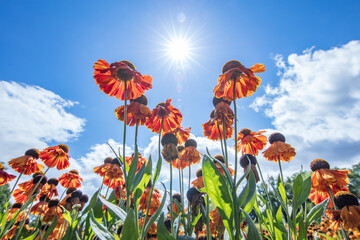 sommer