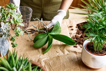 The hands of woman transplanting orchid into another pot on the table, cut out rotten roots, ...