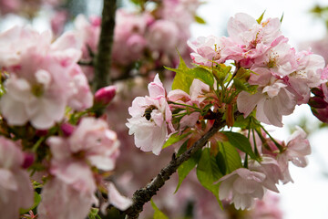 Apple tree in bloom. Pink floral background