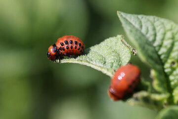 Colorado potato beetle larvae eat potato foliage