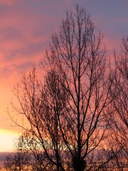 Drzewo na tle kolorowego nieba wieczorem