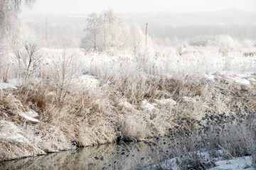 Trees and plants near the river are covered with frost on a cold winter sunny day