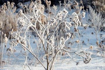 The grass is covered with frost on a winter sunny cold day