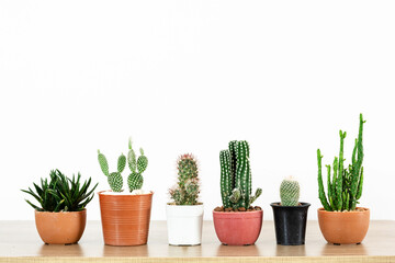 Group of cactus and succulents on wooden table and whith background. Opuntia monacantha, Peanut Cactus Echinopsis, haworthia fasciata, Opuntia microdasys or Bunny ears.