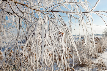 The branches of the tree are covered with frost on a winter sunny cold day