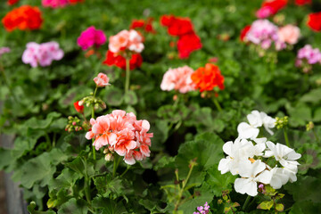Closeup of colorful blooming geranium flowers grown in pots in greenhouse on background of foliage greenery