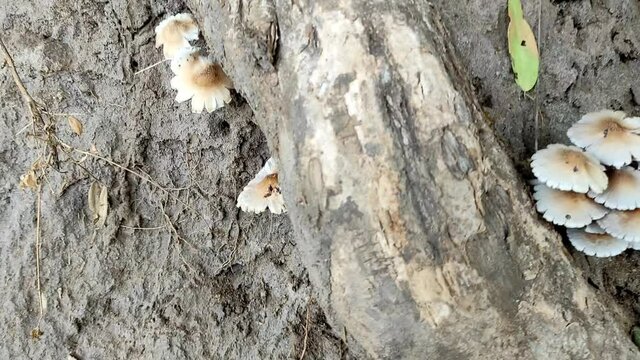 A closeup of psathyrella candolleana mushrooms growing in the forest