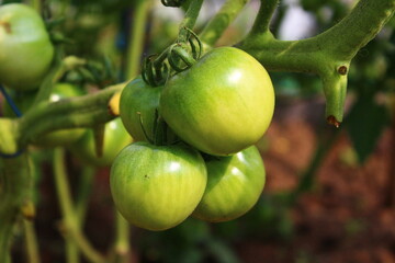 Green tomatoes on branch