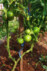 green tomatoes in a greenhouse