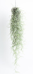 Spanish moss isolated on white background, Tillandsia usneoides, Grandpas Beard.