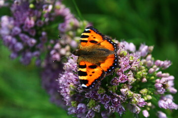 Butterfly on flower. small tortoiseshell or Aglais urticae on chives wild garlic flowerhead