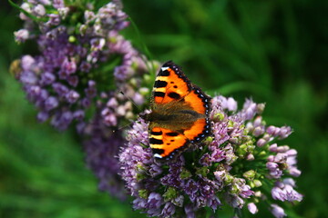 Butterfly on flower. small tortoiseshell or Aglais urticae on chives wild garlic flowerhead