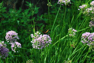 Butterfly on flower. small tortoiseshell or Aglais urticae on chives wild garlic flowerhead
