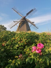 Old windmill in lush and green nature