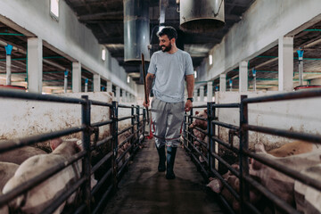 Young male worker doing his everyday job on huge pig farm.