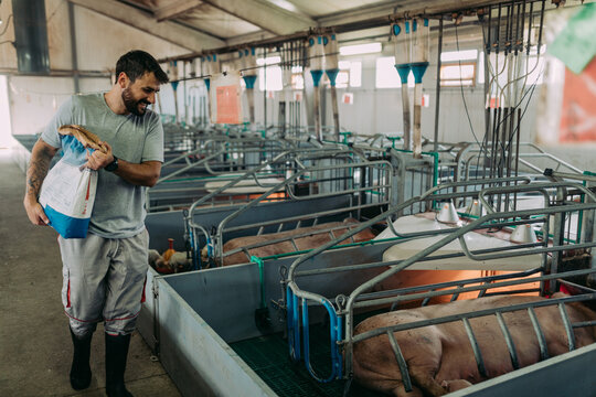 Young male worker doing his everyday job on huge pig farm.