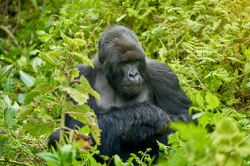 gorillas in the wild habitat