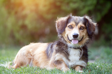 Cute little dog in the garden