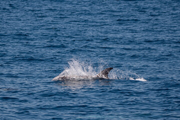 Fototapeta premium Dolphins