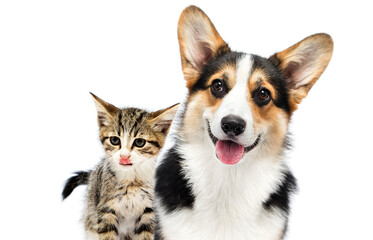 cat and dog lick their lips on a white background