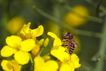 Honey bee collecting dust on yellow rapeseed flower, Bee flying from flower to flower, Nature Landscape