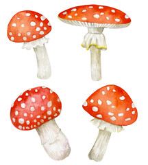 A set of beautiful forest fly agarics. Watercolor illustration of mushrooms.