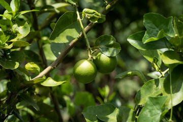 Zitrusfrucht am Baum